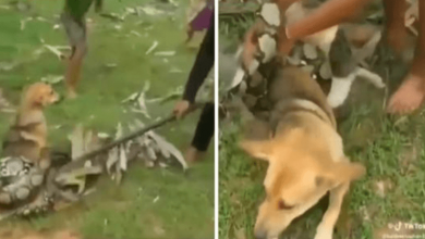 Photo of Brave Young Boys Rescue Their Family Dog From The Grips Of A Boa Constrictor