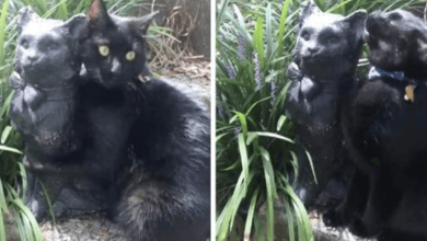Photo of This Cat’s Mom Bought A Statue That Looks Just Like Him, And Now He’s Obsessed With It