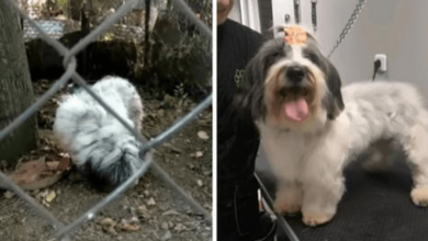 Photo of Little Dog Who Lived Chained To A Tree For 7 Years While Forced to Eat Off The Ground Is Finally Given A Second Chance At Life