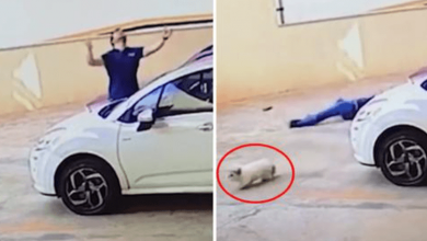 Photo of Passerby Caught On Camera Catching A Dog Falling From 9th Floor And Saving Her Life