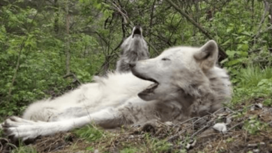 Photo of These 2 Lazy Wolves Who Don’t Even Mind Getting Up To Howl Are Every Lazy Person’s Spirit Animal