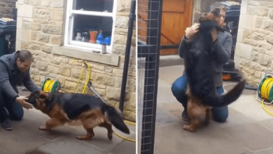 Photo of Dog Cries Tears Of Joy When He Is Reunited With Owner After Months Apart