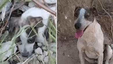 Photo of Puppy Abandoned In Landfill Waits For Someone To Save Him