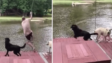 Photo of Black Lab Panics When Dad Jumps Off Rope Swing, Jumps In To ‘Save Him’