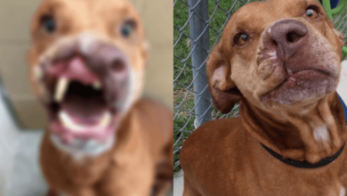 Photo of Life Changing Surgery Gives Abandoned Dog A Second Chance And A New Family