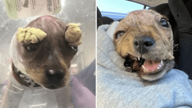 Photo of Brave Puppy Beats The Odds To Survive And Become A Happy, Healthy Dog