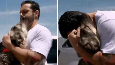 Photo of Dog Traveled Halfway Across The World To Reunite With The Soldier Adopted Him