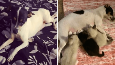 Photo of Dog Mom Who Lost Her Puppies Adopts Three Newborn Kittens That Need Her