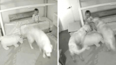 Photo of Mom Wonders How Baby Escaped Her Room, Sees Baby Cam Footage & Bursts Out Laughing