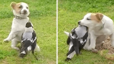 Photo of Goofy Dog Befriends Equally Comical Magpie, What They Do Together Is Outrageous