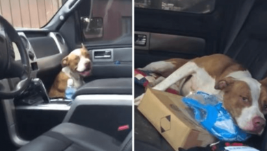 Photo of Stray Dog Jumped Into A Truck And Didn’t Get Out Until He Was Adopted