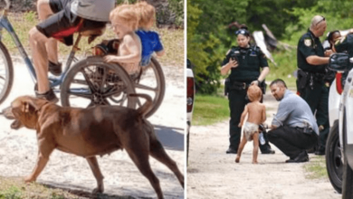 Photo of Loyal Dogs Protect Autistic 3-Year-Old Toddler In The Wilderness Until Rescuers Come To Save Them
