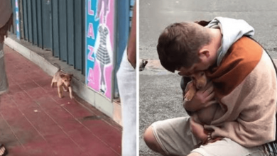 Photo of Tiny Stray Puppy Wags Her Tail At Every Passerby In The Hopes Of Being Adopted