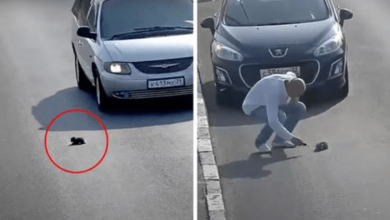Photo of Camera Catches Man Stopping His Car On Busy Road To Save A Kitten’s Life