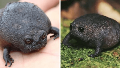 Photo of This Is The African Rain Frog, That Looks Like A Grumpy Avocado And Has The Funniest Squeeks