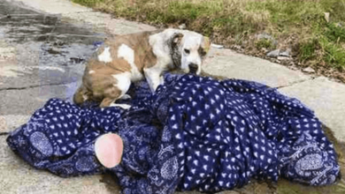Photo of Dog Abandoned On The Streets Never Leaves Her Blanket, Hoping Her Family Will Come Back For Her