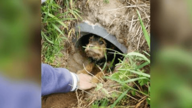 Photo of This Dog With Broken Legs Was Living Alone In A Ditch – Until Her Rescuers Arrived