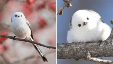 Photo of Meet The Tiny Bird That Looks Like a White Cotton Ball With Wings