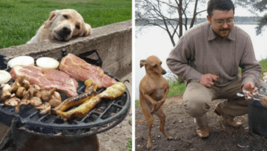 Photo of 10+ Funny Photos Of Dogs Begging For Food That You Just Can’t Say No To