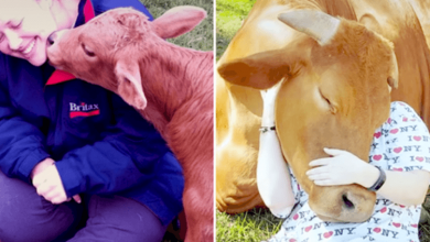 Photo of Cuddly Cow Can’t Get Enough Affection From Her Rescuers