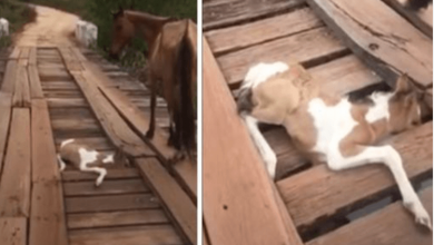 Photo of Man Spots Distressed Mama Horse Then Sees Tiny Foal Trapped In Bridge Next To Her