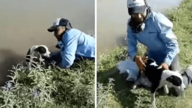 Photo of Dog Trapped In Canal Gives Sweet ‘Thank You’ To Man Who Saved Him