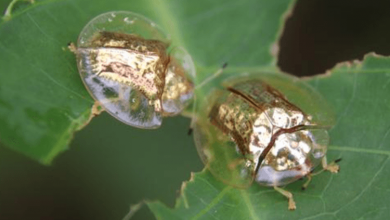 Photo of Dazzling Golden Tortoise Beetles Look Like Tiny Jewels Scurrying Across Leaves