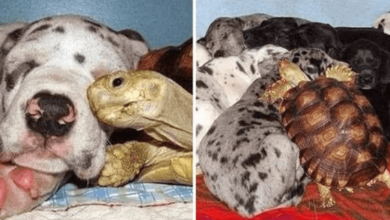 Photo of Orphaned Turtle Is Raised With Rescued Dogs And They Are Now Inseparable