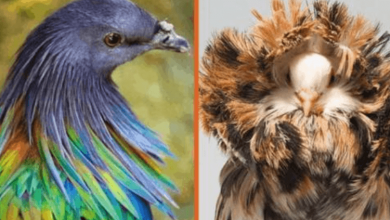 Photo of 10 Unique Pigeons You Didn’t Know Existed