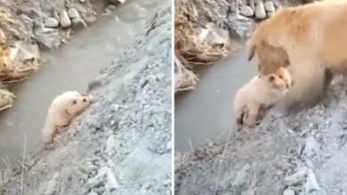 Photo of Mama Dog Saves Her Puppy From Falling Into A Ditch. She Acted Fearlessly To Help Him