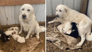 Photo of Dog Adopts Baby Goat That Was Rejected By Her Mother, Feeds Her Like One Of Her Puppies