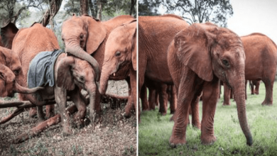 Photo of Orphaned Baby Elephant Comforted By New Family After Losing His Mom