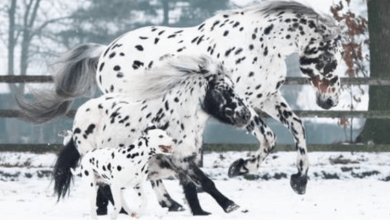 Photo of A Cute Trio Of Black-Spotted Horse, Pony, And Dog Looks Like Siblings And Forms A Special Bond Together