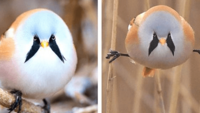 Photo of Bread Whiskers, The Adorable Chubby Little Bird That Appears To Have Two Large Whiskers Near Its Eyes
