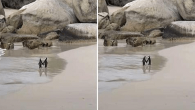 Photo of Penguin Couple Spotted Romantically Holding Hands While Walking Along The Beach