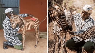 Photo of Kind-Hearted Keepers Put On Special Striped Coat To Comfort Orphaned Baby Zebras