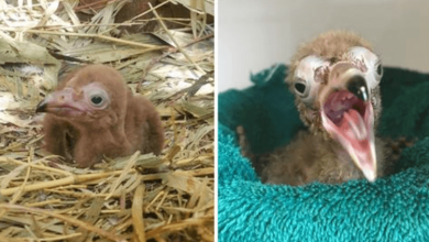 Photo of Zoo Atlanta Happily Celebrates The Hatching Of A Critically Endangered Hooded Vulture
