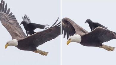 Photo of Clever Crow Spotted Hitching A Ride On Flying Bald Eagle’s Back