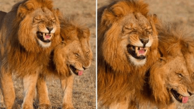 Photo of Lion Duo Captured On Camera Giggling at Masai Mara National Park, Kenya