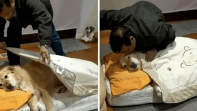 Photo of Dad Claimed He Didn’t Want A Dog But Now Tucks Him In For Nap Time