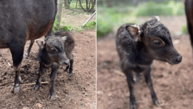 Photo of Thoiry ZooSafari Excitedly Announces A Mother Anoa Gives Birth To Her Second Calf