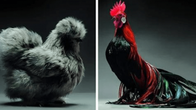 Photo of 13 Photos of Most Beautiful Chickens on the Planet