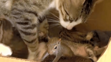 Photo of Mother Cat Adopts Baby Squirrel And Teach Him How To Purr