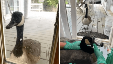 Photo of Emotional Moment Worried Goose Waits Outside Hospital Door While Her Mate Undergoes Life-Saving Surgery