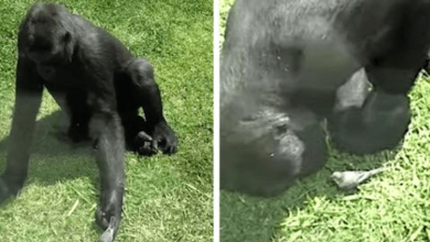 Photo of Gentle Gorilla Tends To Injured Bird In Heartwarming Display Of Kindness