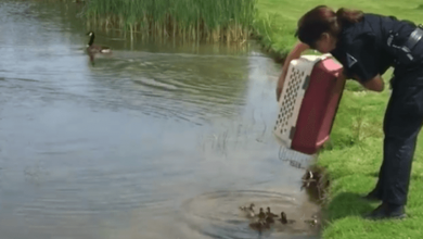 Photo of Police Officer Dumps 10 Orphaned Ducklings Into A Pond, And They Immediately Obtain A New Mom