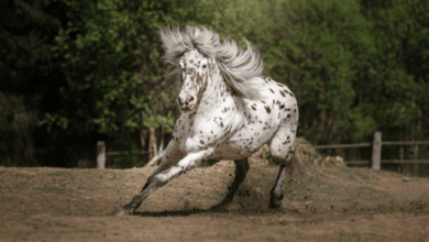 Photo of 16 Beautiful Appaloosa Horse Photos That Will Enhance Your Day