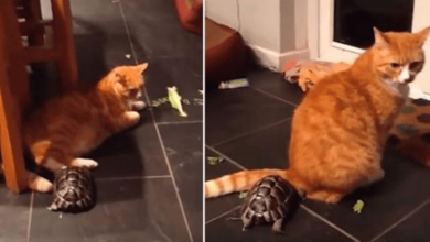 Photo of Cat Stole The Lettuce Of Tortoise Then He Came To Talking Cat In Hilarious Way