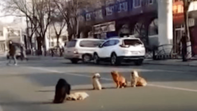 Photo of Four Dogs Block Traffic To Protect One Of Their Friends Who Is Injured And Unable To Move