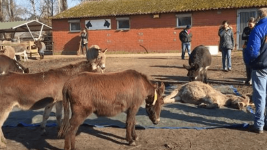 Photo of Herd Of Donkeys Show An Emotional Goodbye For Their Deceased Friend